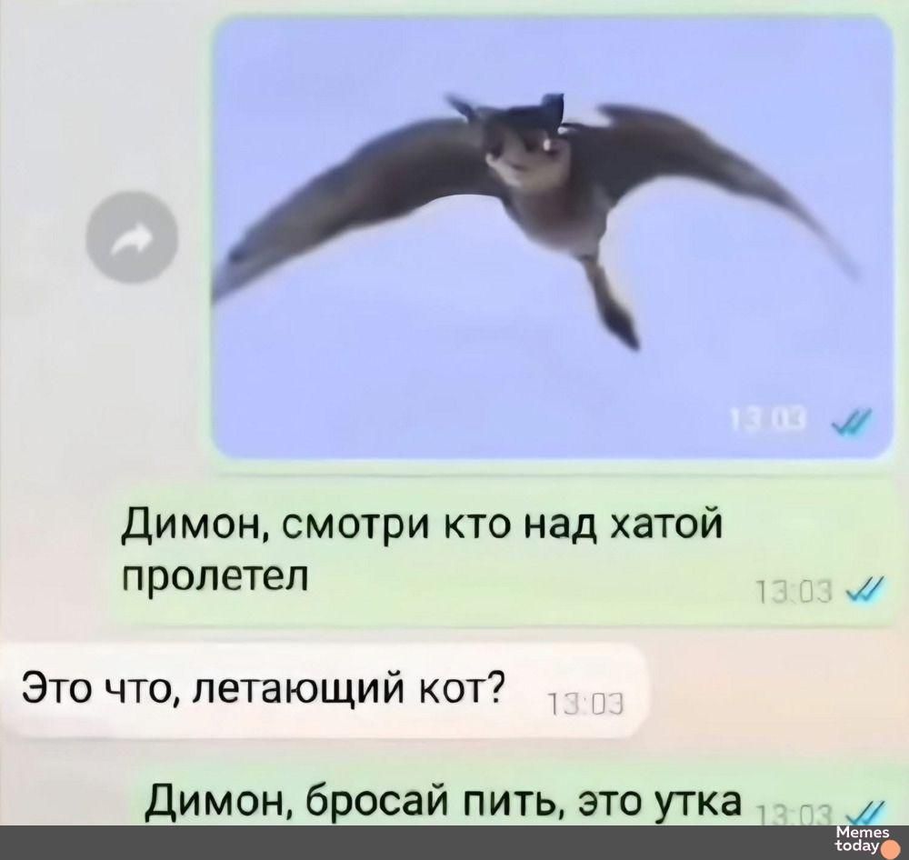 Димон, смотри кто над хатой пролетел
Это что, летящий кот?
Димон, бросай пить, это утка