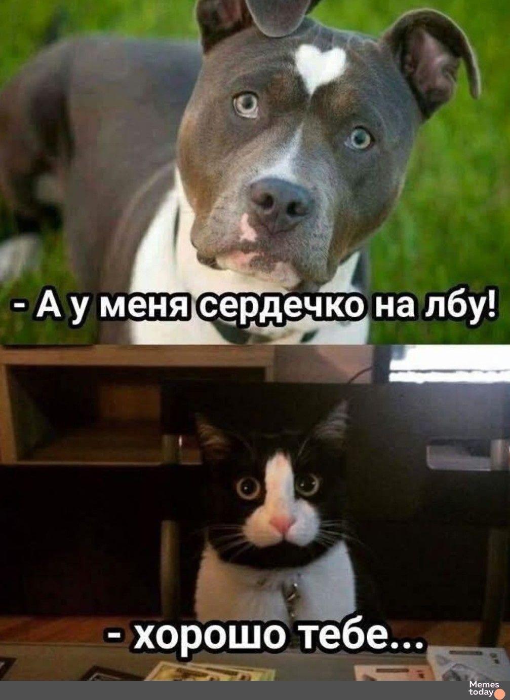 - А у меня сердечко на лбу!
- хорошо тебе...