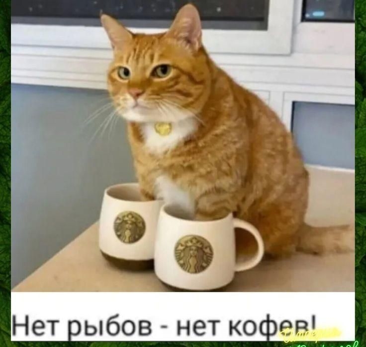 Нет рыбов - нет кофе!