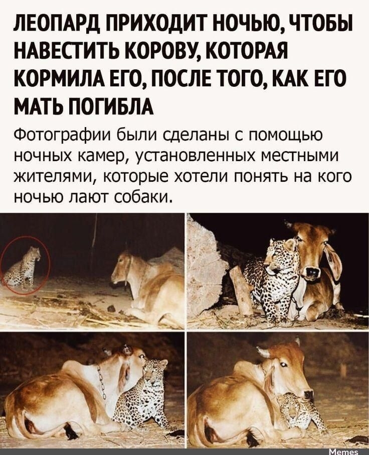 ЛЕОПАРД ПРИХОДИТ НОЧЬЮ, ЧТОБЫ НАВЕСТИТЬ КОРОВУ, КОТОРАЯ КОРМИЛА ЕГО, ПОСЛЕ ТОГО, КАК ЕГО МАТЬ ПОГИБЛА. Фотографии были сделаны с помощью ночных камер, установленными местными жителями, которые хотели понять, на кого ночью лают собаки.