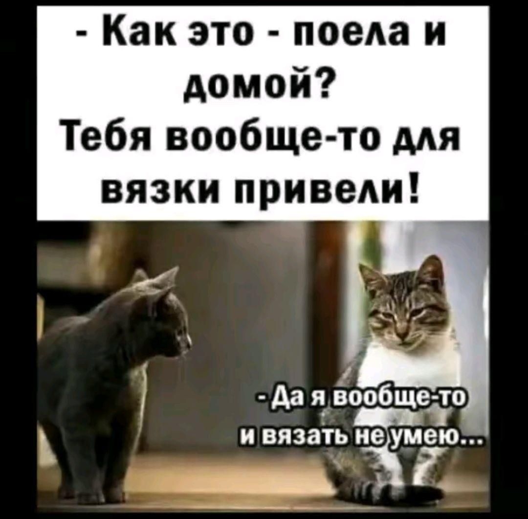 - Как это - поела и домой? Тебя вообще-то для вязки привели! - Да я вообще-то и взять не умею...