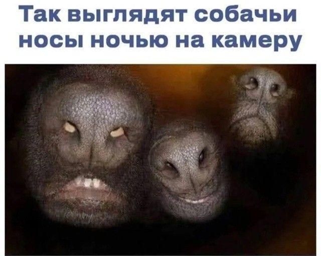 Так выглядят собачьи носы ночью на камеру