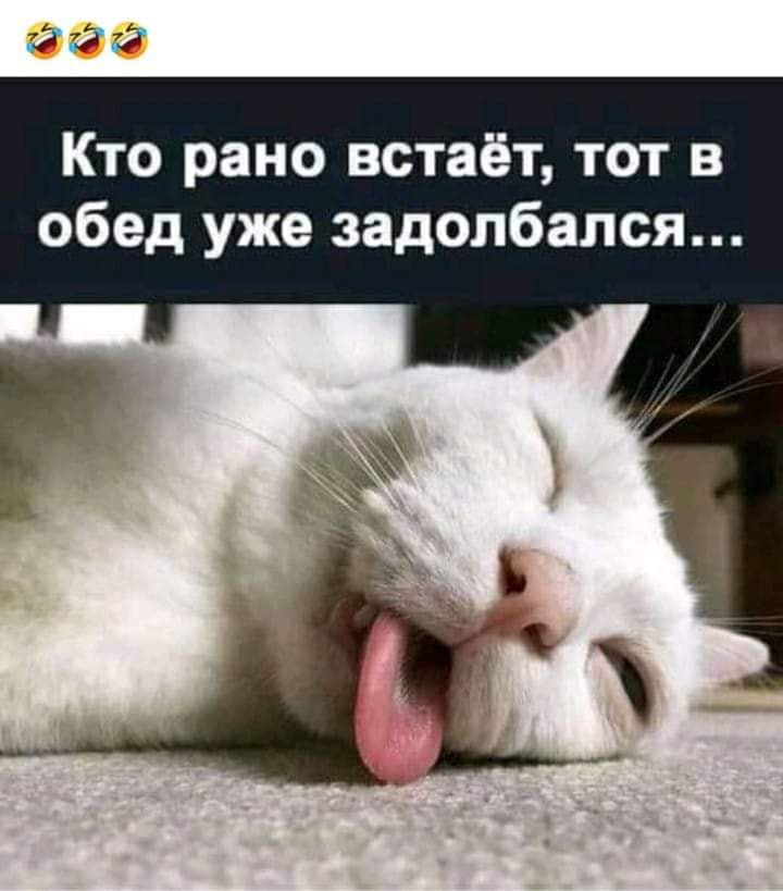 Кто рано встает, тот в обед уже задолбался...
