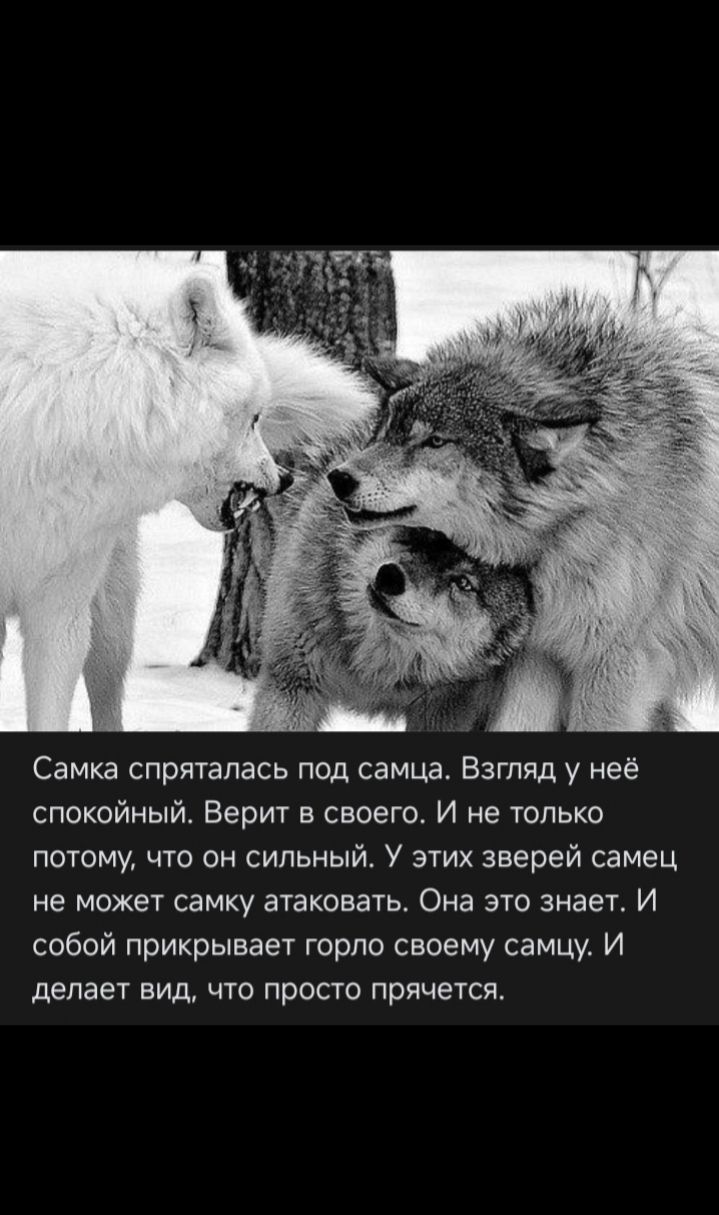 Самка спряталась под самца. Взгляд у неё спокойный. Верит в своего. И не только потому, что он сильный. У этих зверей самец не может самку атаковать. Она это знает. И самой прикрывает горло своему самцу. И делает вид, что просто прячется.