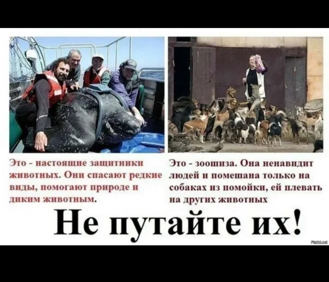 Это - настоящие защитники животных. Они спасают редкие виды, помогают природе и диким животным. Это - зоозащитница. Она ненавидит людей и помешана только на собаках. Не путайте их!