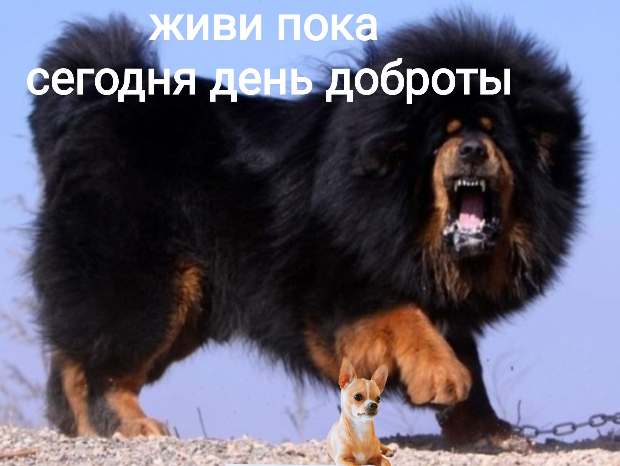 ЖИВИ ПОКА сегодня день доброты