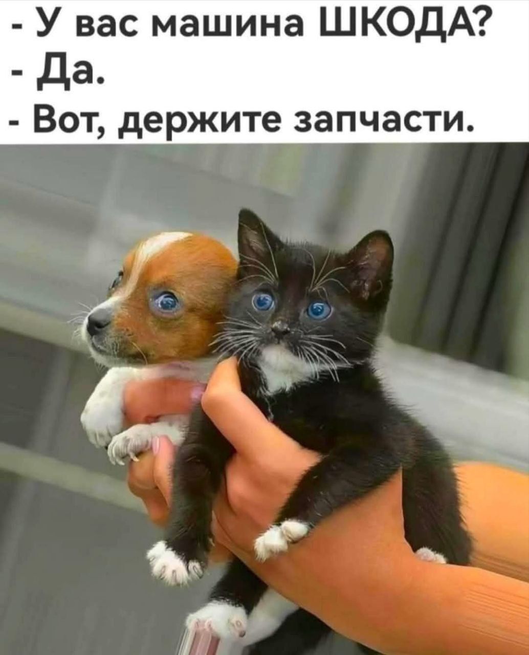 - У вас машина ШКОДА?
- Да.
- Вот, держите запчасти.