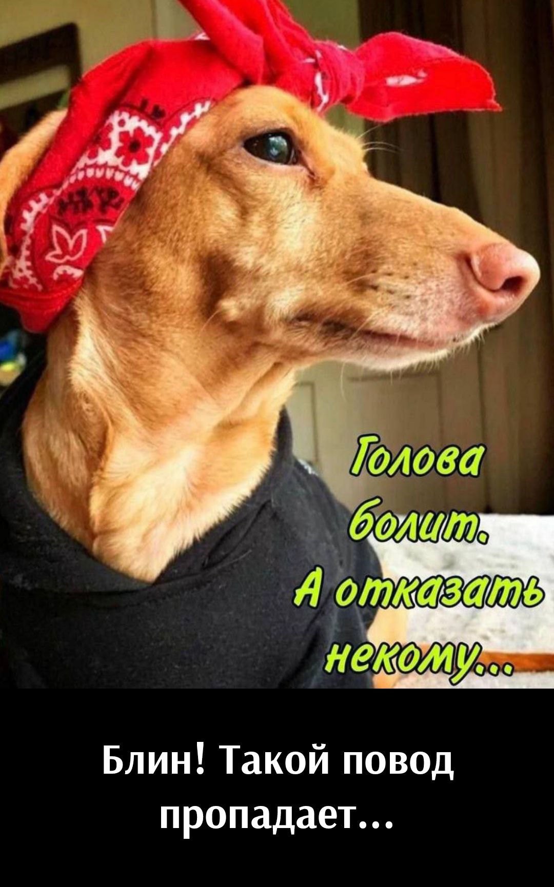 Голова болит. А отдать некому...\nБлин! Такой повод пропадает...