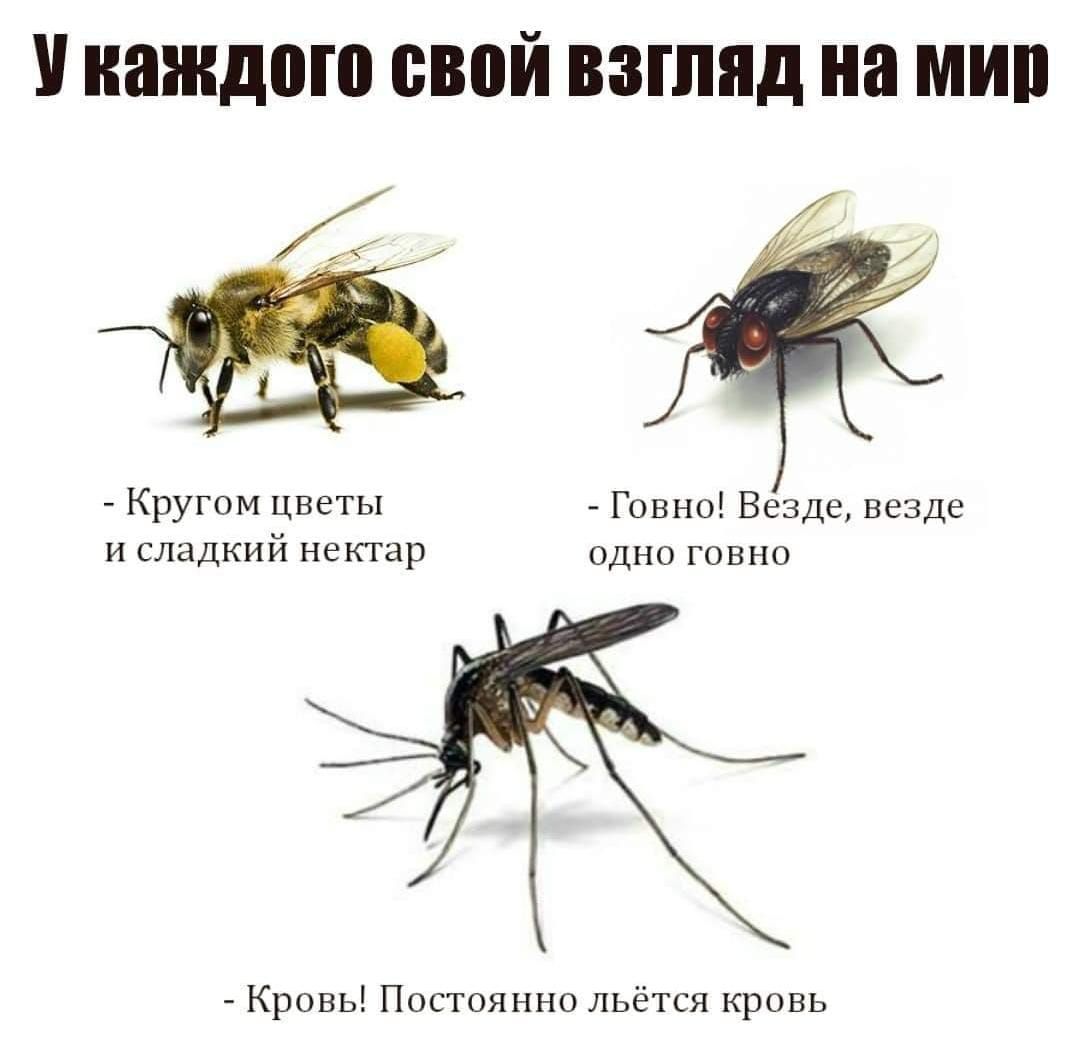 У каждого свой взгляд на мир
- Кругом цветы и сладкий нектар
- Говно! Везде, везде одно говно
- Кровь! Постоянно льётся кровь