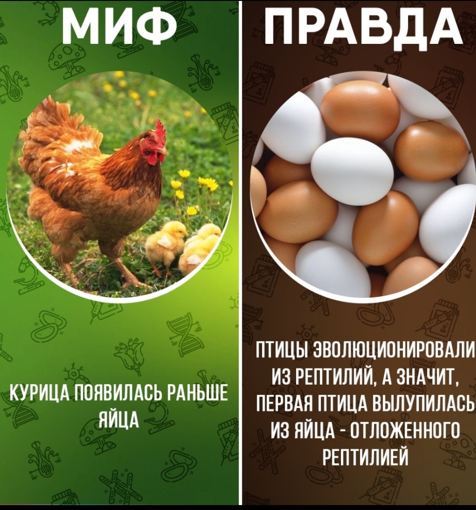 МИФ ПРАВДА птицы эволюционировдли из РЕПТИЛИЙ А зндчит КУРИЦА ЯЯВЙИЛААСЬ РАНЬШЕ ПЕРВАЯ ПТИЦА вылупипдоь из яйцд отложенного РЕПТИЛИЕЙ