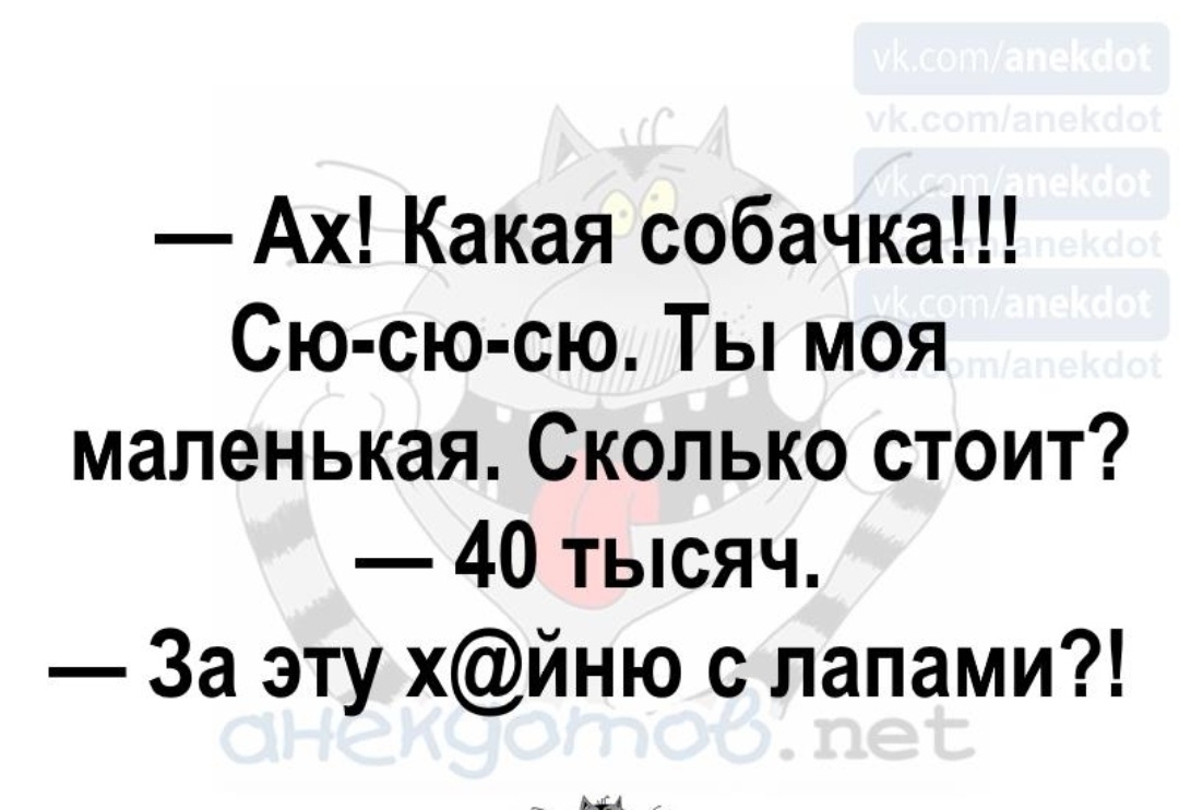 Ах Какая собачка Сю сю сю Ты моя маленькая Сколько стоит 40 тысяч За эту хйню с папами