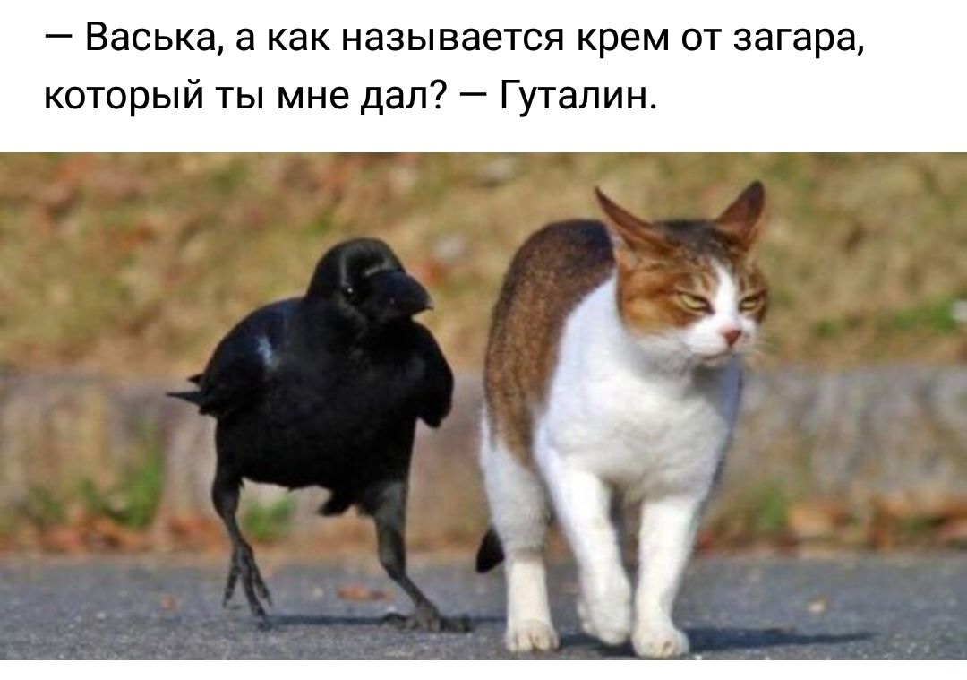 Васька а как называется крем от загара который ты мне дал Гуталин