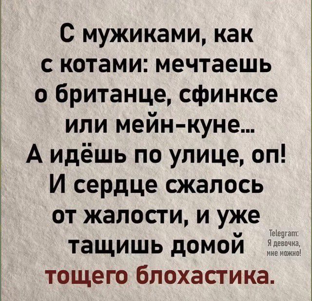 С мужиками как с котами мечтаешь о британце сфинксе или мейн куне А идёшь по улице оп И сердце сжалось от жалости и уже тащишь домой тощего блохастика