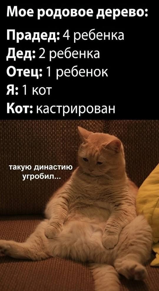 Мое родовое дерево:
Прадед: 4 ребенка
Дед: 2 ребенка
Отец: 1 ребенок
Я: 1 кот
Кот: кастрирован
такую династию угробил...