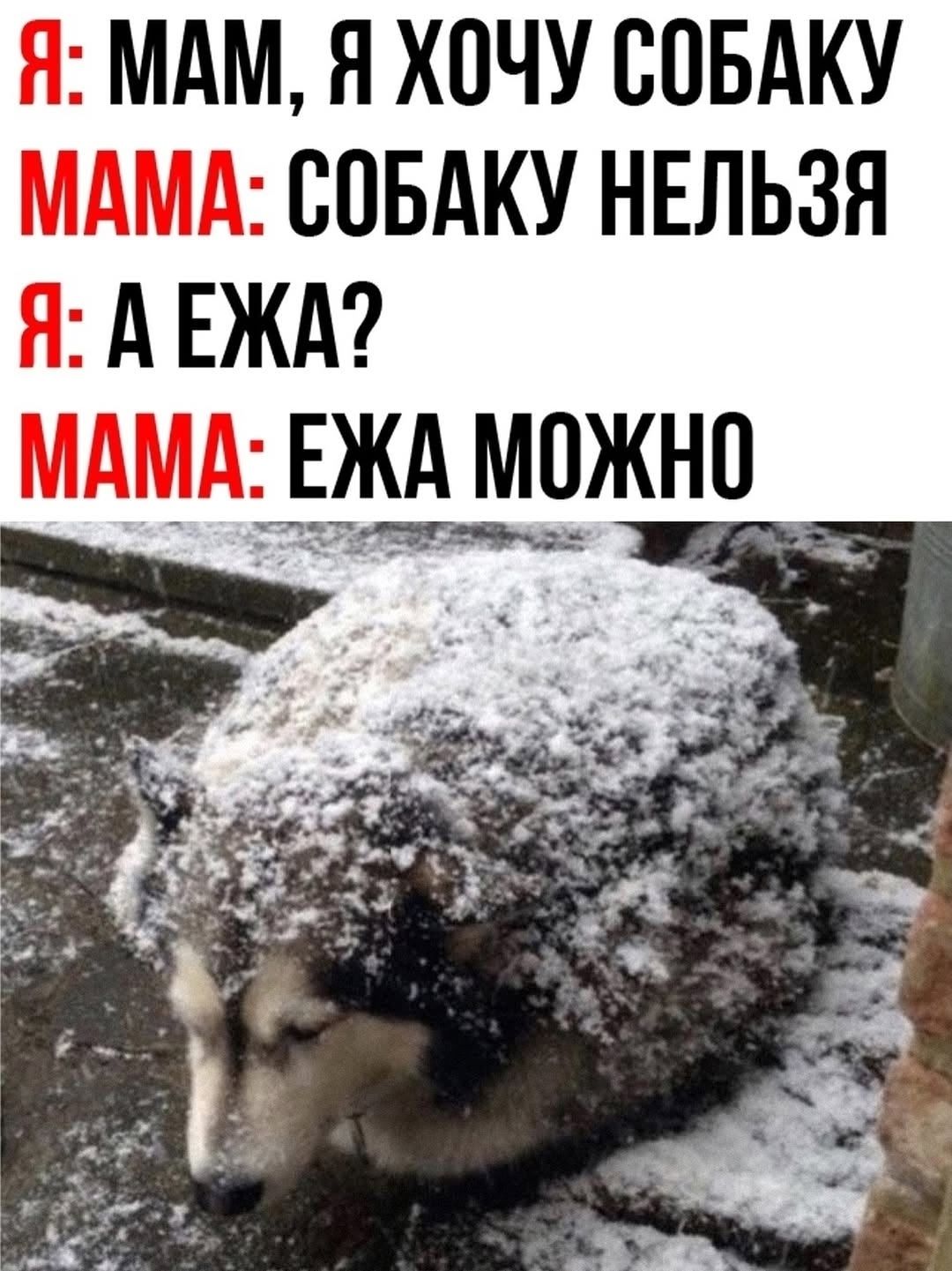 Я: МАМ, Я ХОЧУ СОБАКУ
МАМА: СОБАКУ НЕЛЬЗЯ
Я: А ЕЖА?
МАМА: ЕЖА МОЖНО