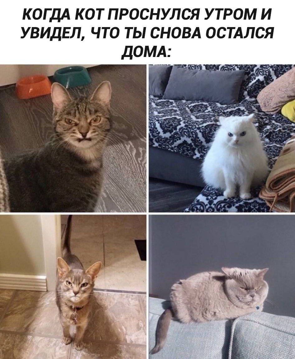 КОГДА КОТ ПРОСНУЛСЯ УТРОМ И УВИДЕЛ, ЧТО ТЫ СНОВА ОСТАЛСЯ ДОМА: