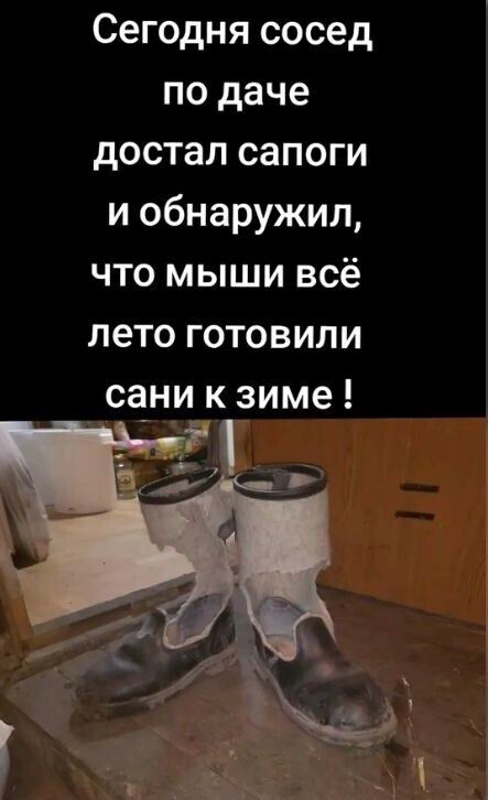 Сегодня сосед по даче достал сапоги и обнаружил что мыши всё лето готовили _сани кзиме