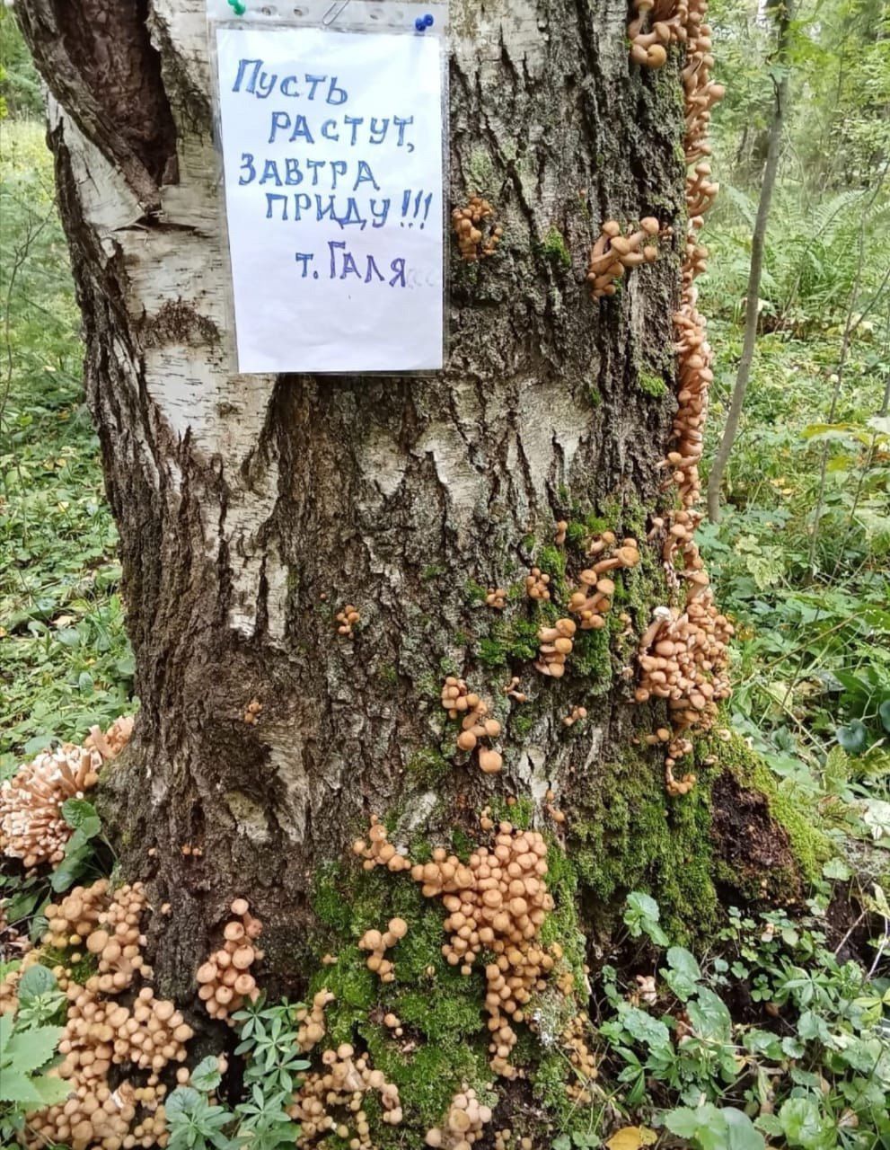 Пусть растут, завтра приду!!!
т. Галя