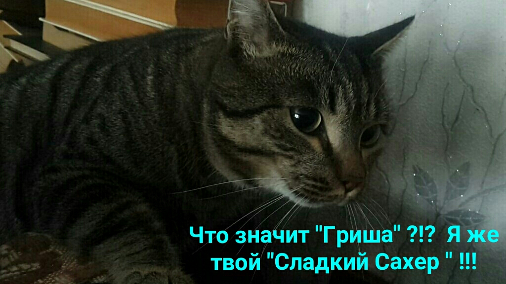 у Что знаЧит Гриша Я твой Сладкий Сахер