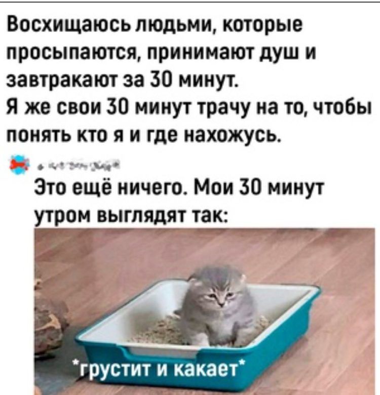 Восхищаюсь людьми которые просыпаются принимают душ и завтракают за 30 минут Я же свои 30 минут трачу на то чтобы понять кто я и где нахожусь клленкаай ы Это ещё ничего Мои 30 минут утром выглядят так Р грустит и какает