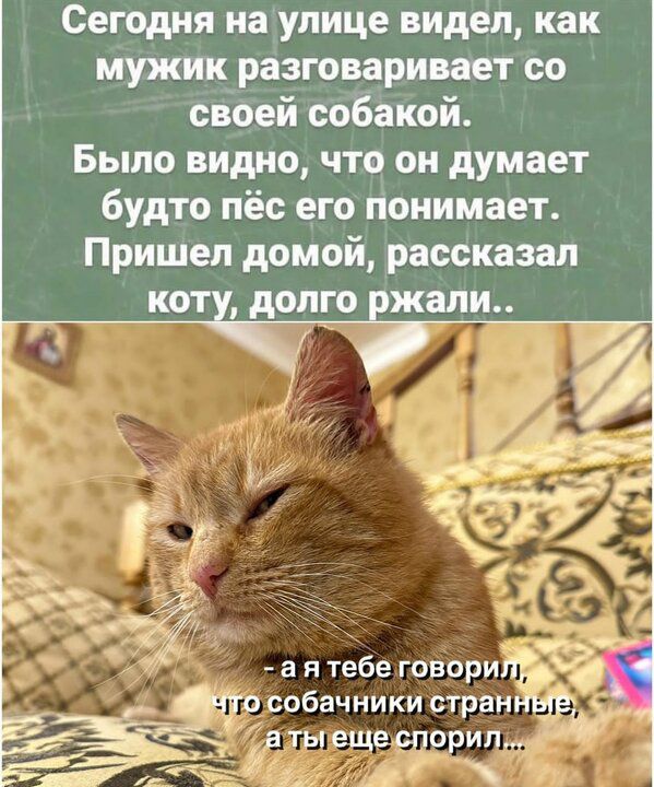 Сегодня на улице видел как мужик разговаривает со своей собакой Было видно что он думает будто пёс его понимает Пришел домой рассказал коту долго ржали ч ъа 77 о собачники страннет ая атепещеспорили З ГТР аь