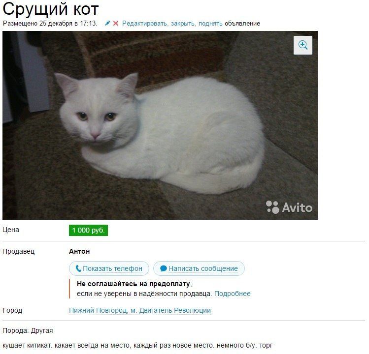 Срущий кот

Цена
1 000 руб.

Продавец
Антон

Город:
Нижний Новгород, М. Двигатель Революции

Другой текст:
кушает китикет. кажет всегда на место, каждый раз новое место. немного бу, торг