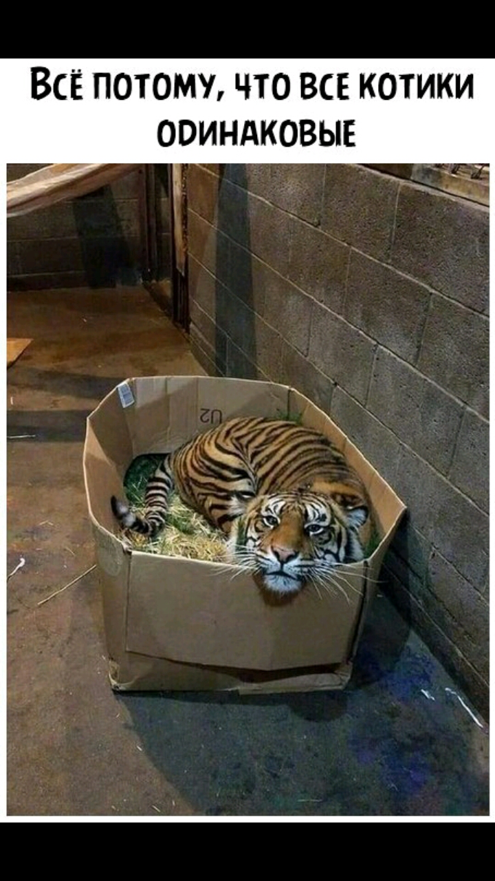 Всё потому что вск котики ооиндковы