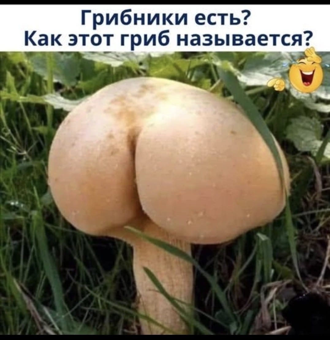 Грибники есть? Как этот гриб называется?