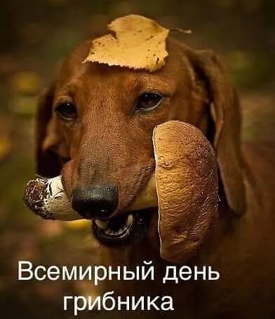 Всемирный день грибника