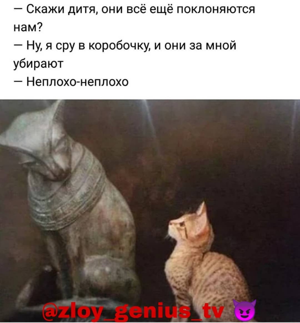 Скажи дитя они всё ещё поклоняются нам Ну я сру в коробочку и они за мной убирают Неплохо неплохо