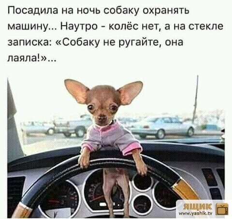 Посадипа на ночь собаку охранять машину Наутро колёс нета на стекле записка Собаку не ругайте она паяпа ш ГМ мы