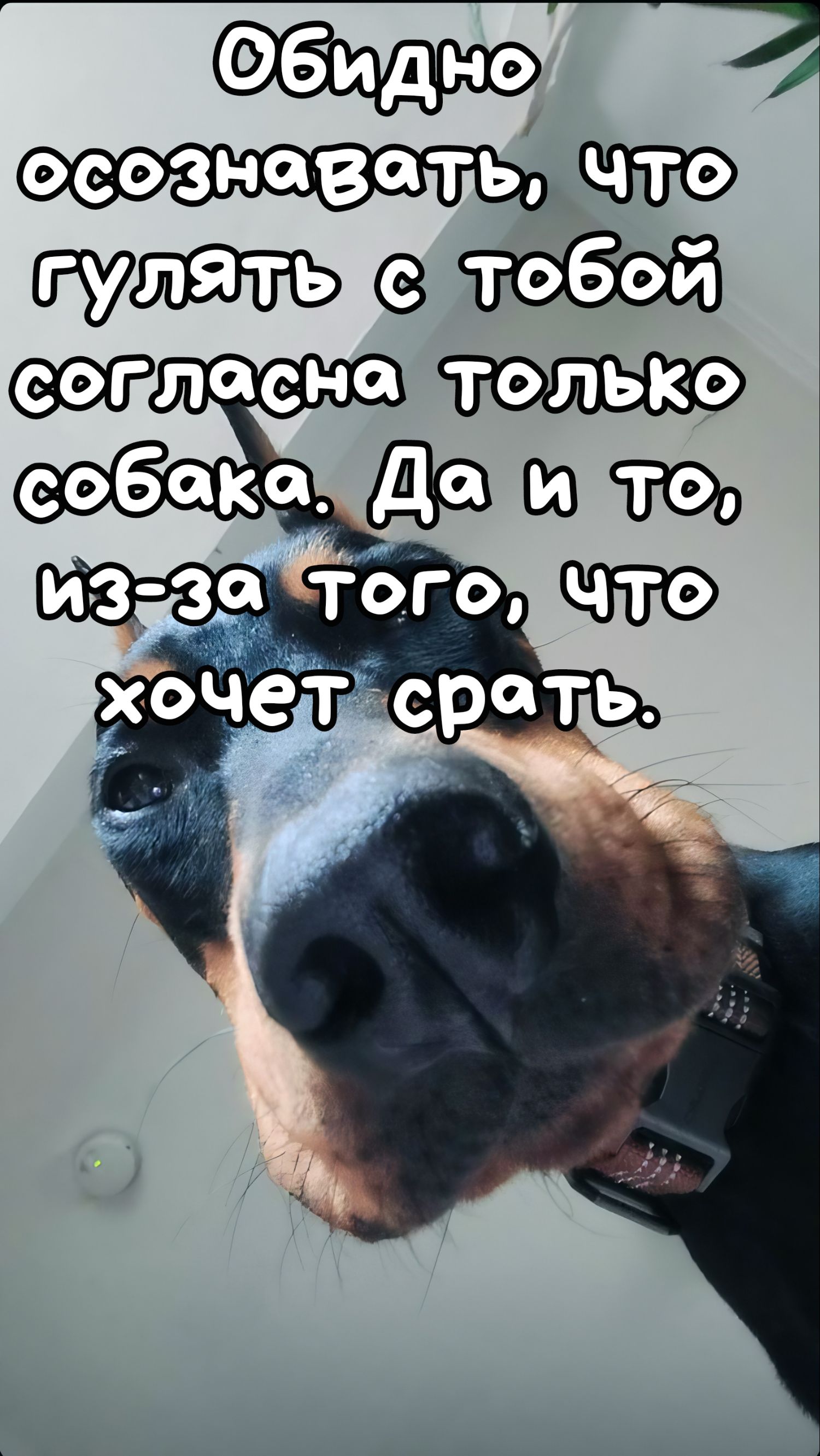 Обидно осознавать, что гулять с тобой согласна только собака. Да и то, из-за того, что хочет срать.