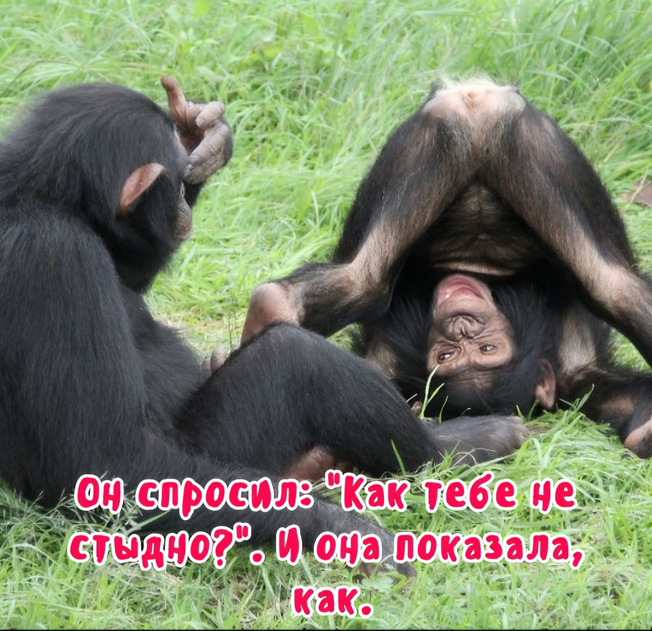Он спросил: 
