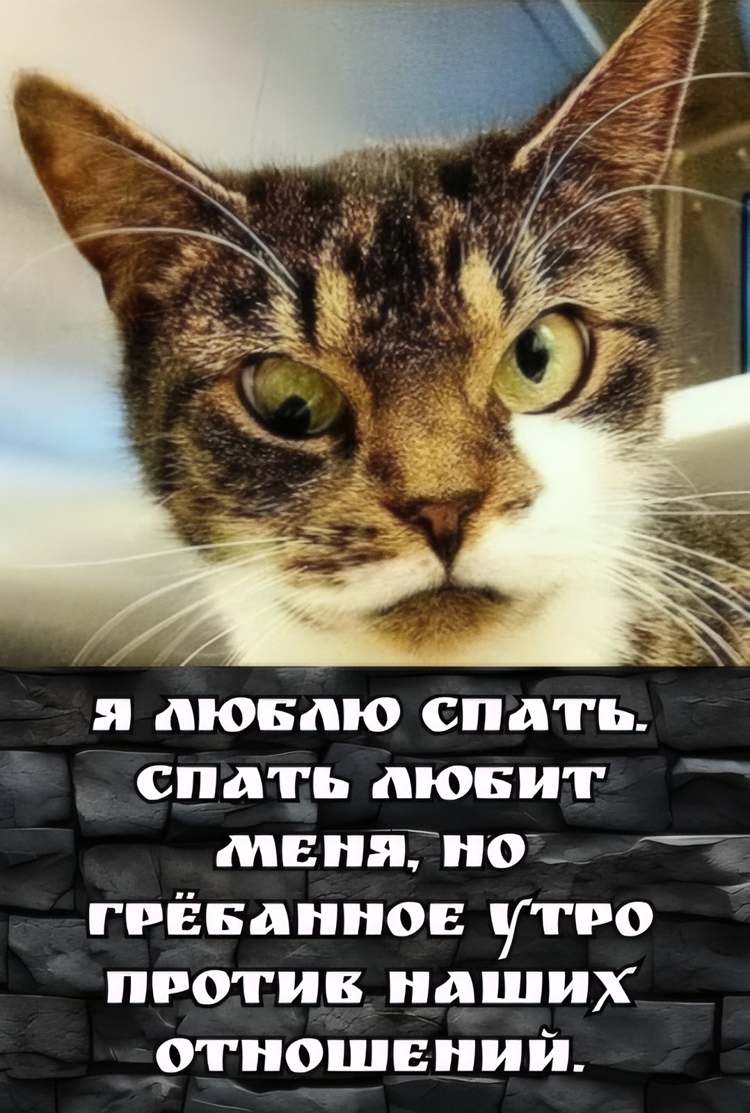 Я люблю спать. Спать любит меня, но грёбанное утро против наших отношений.
