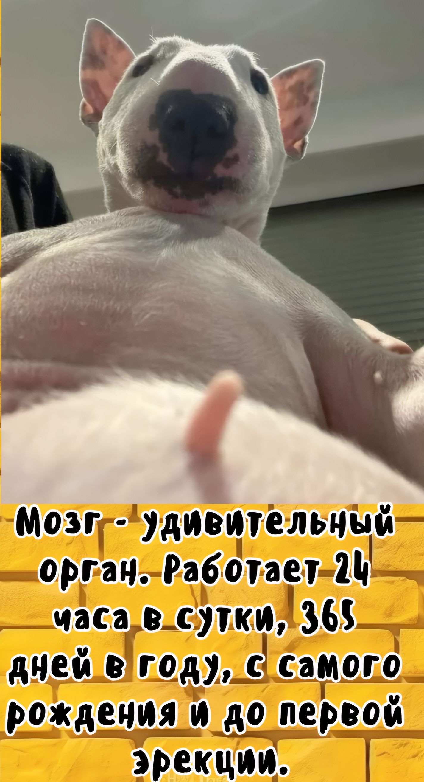 Мозг - удивительный орган. Работает 24 часа в сутки, 365 дней в году, с самого рождения и до первой эрекции.