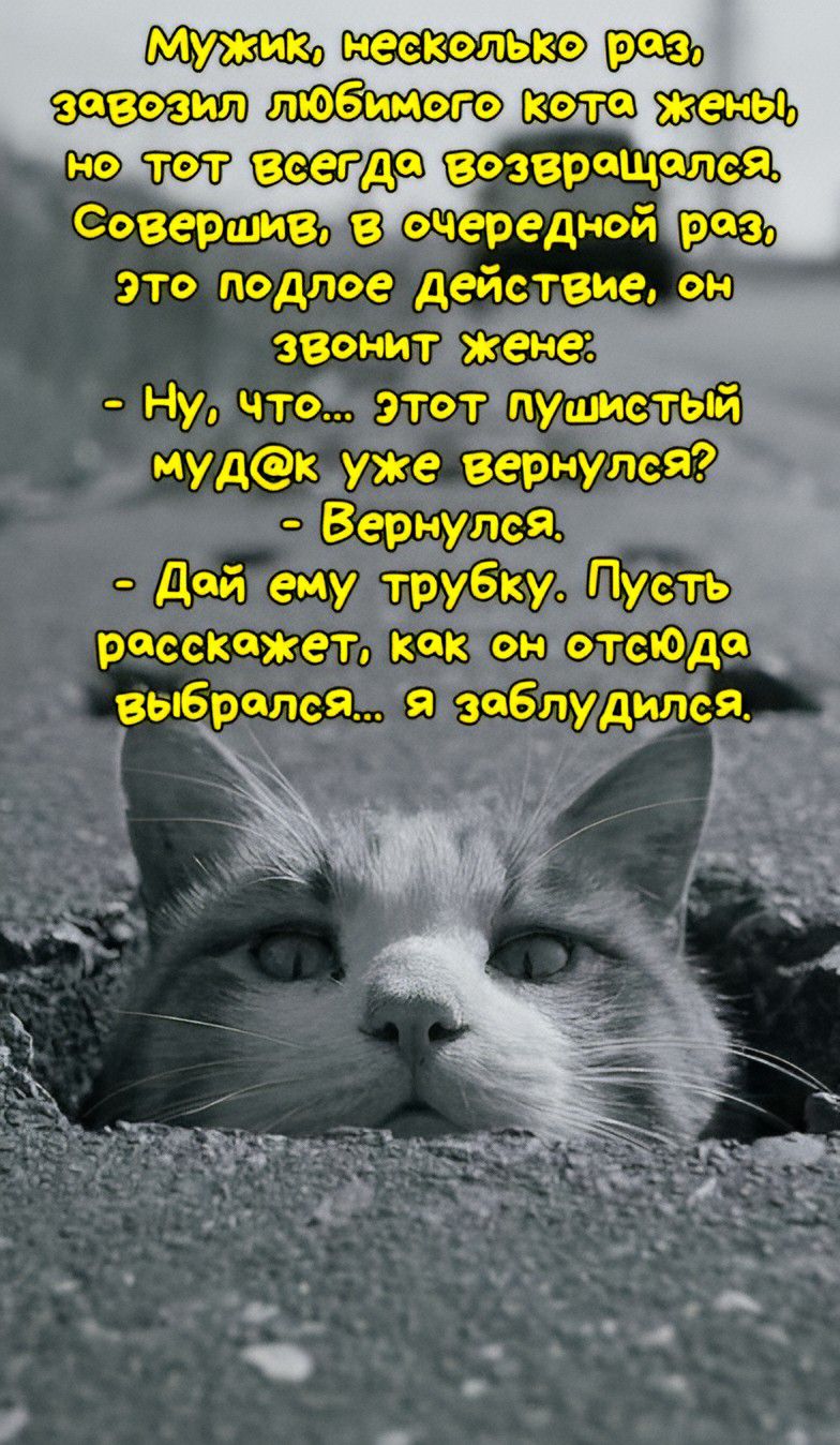 Мужик, несколько раз, завозил любимого кота жены, но тот всегда возвращался. Совершив, в очередной раз, это подлое действие, он звонит жене:
- Ну, что... этот пушистый муд@к уже вернулся?
- Вернулся.
- Дай ему трубку. Пусть расскажет, как он отсюда выбрался... я заблудился.