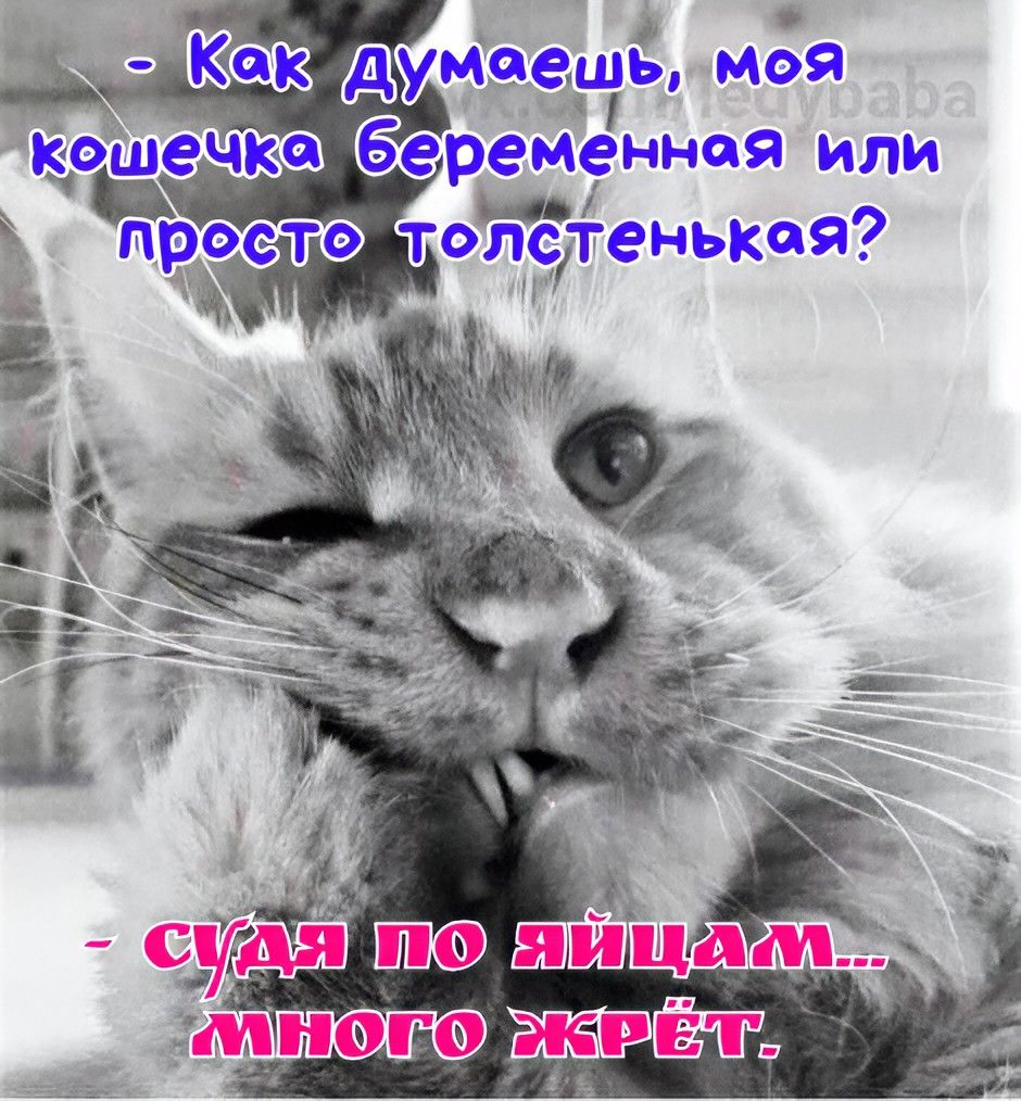 Как думаешь, моя кошечка беременная или просто толстенькая?
