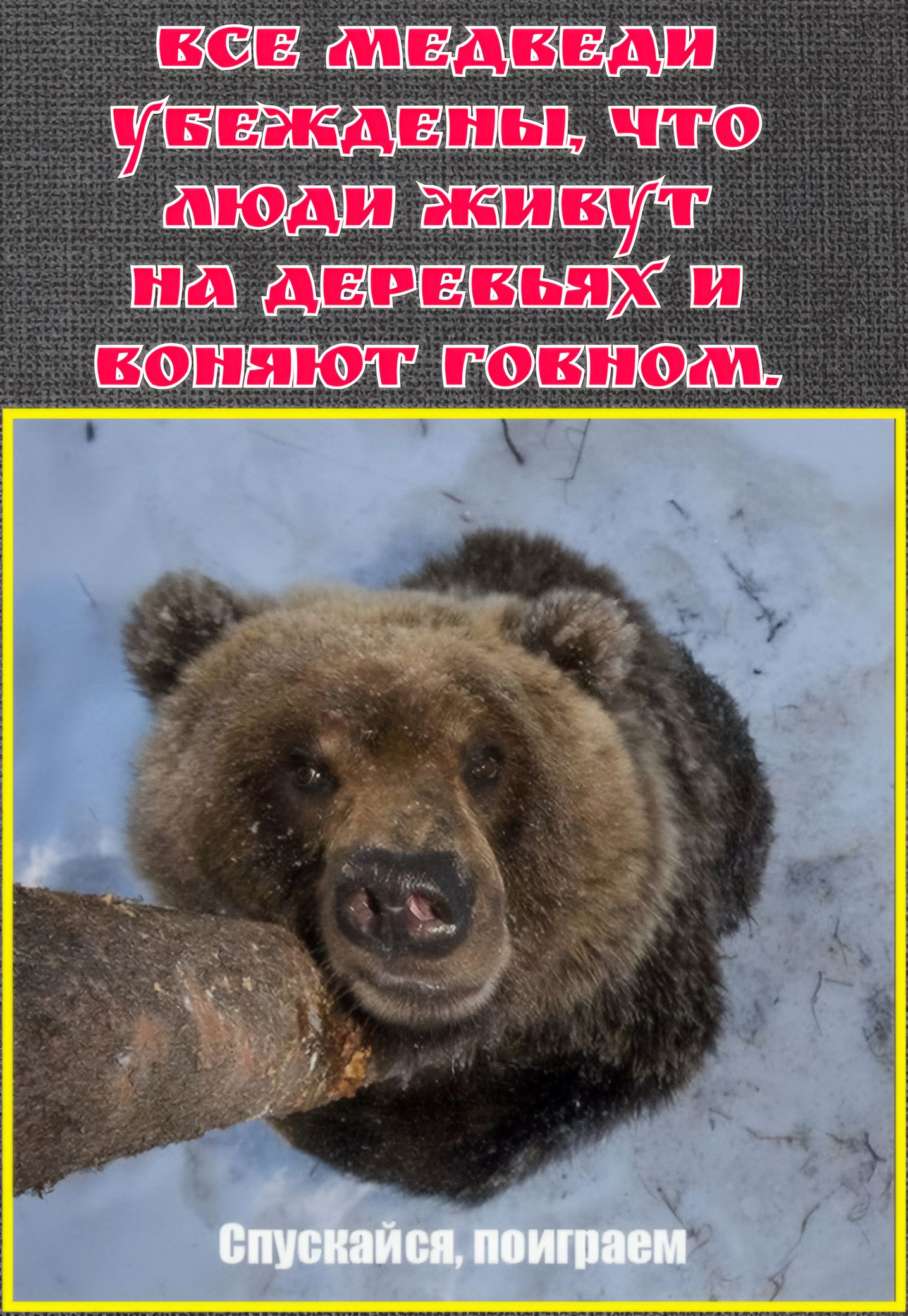 ВСЕ МЕДВЕДИ УБЕЖДЕНЫ, ЧТО ЛЮДИ ЖИВУТ НА ДЕРЕВЬЯХ И ВОНЯЮТ ГОВНОМ. Спускайся, поиграем
