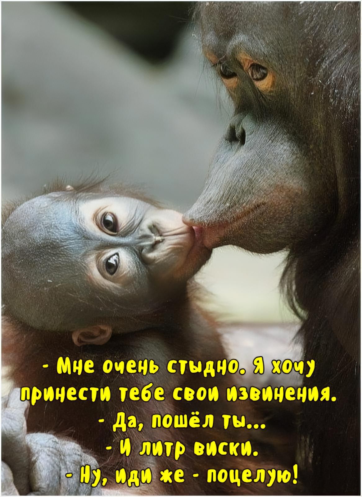 - Мне очень стыдно. Я хочу принести тебе свои извинения. - Да, пошёл ты... - И литр виски. - Ну, иди же - поцелую!