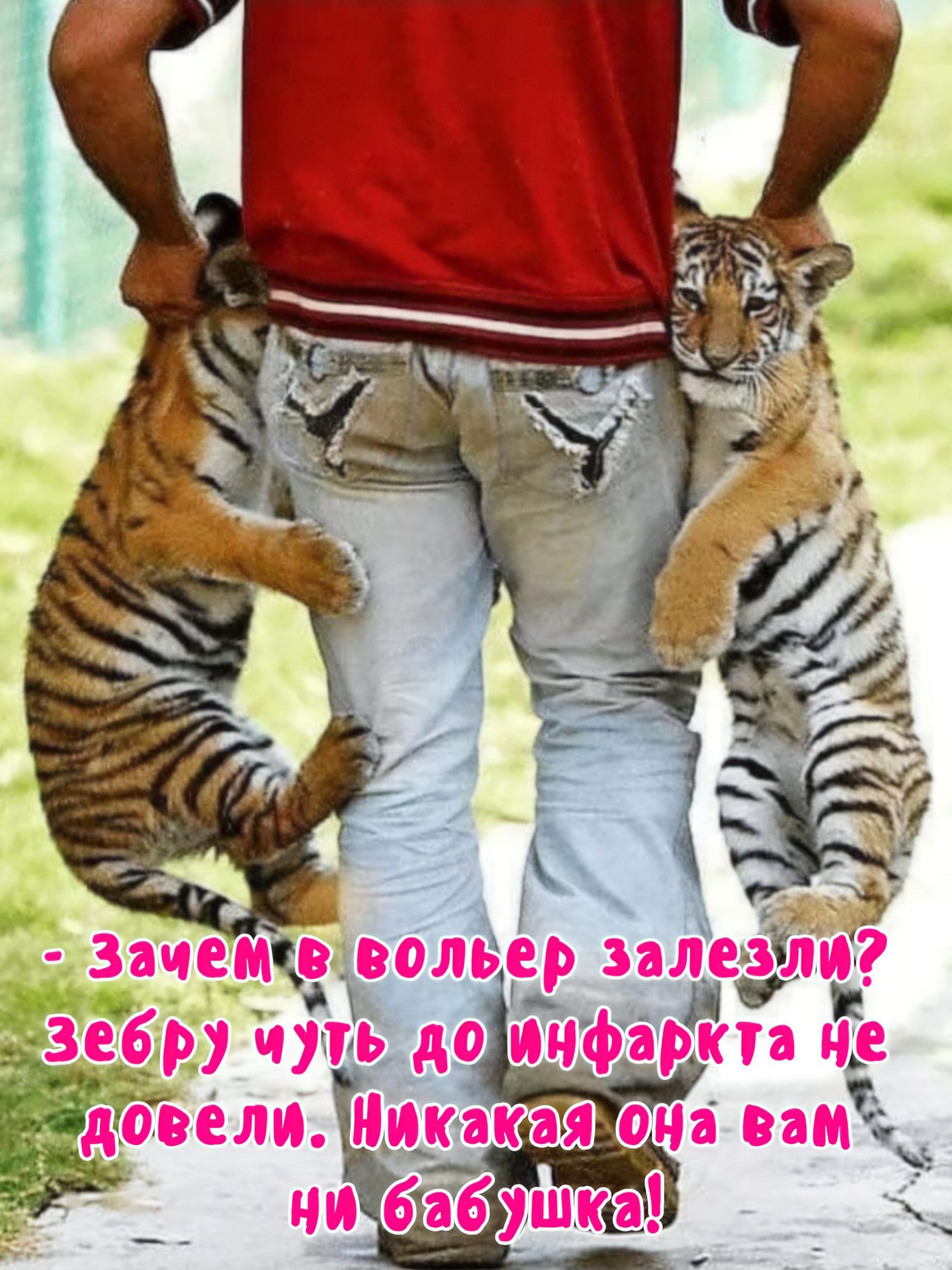 - Зачем в воллер залезли? Зебру чуть до инфаркта не довели. Никакая она вам ни бабушка!