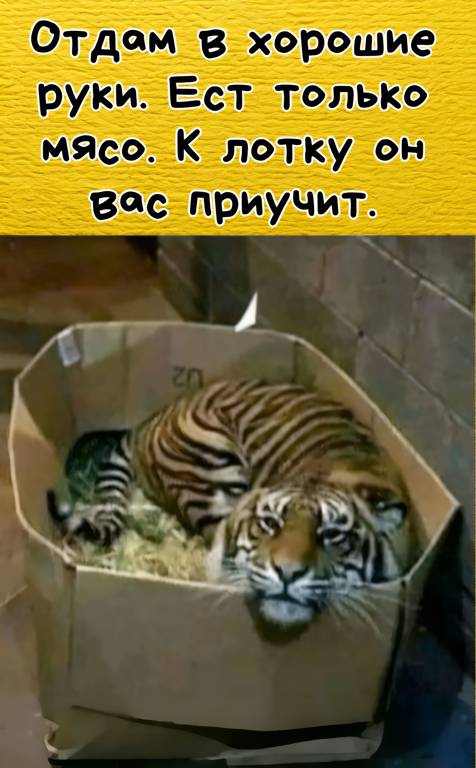 Отдам в хорошие руки. Ест только мясо. К лотку он вас приучит.