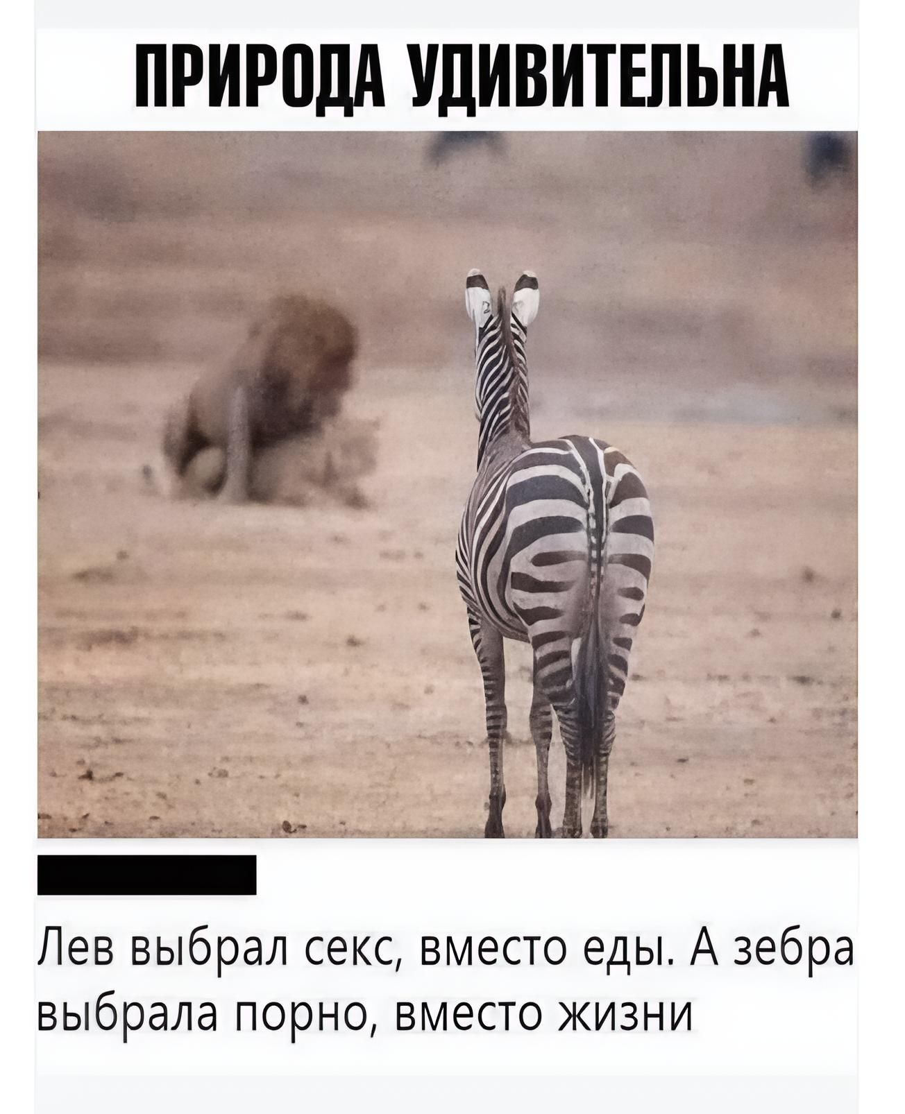 ПРИРОДА УДИВИТЕЛЬНА
Лев выбрал секс, вместо еды. А зебра выбрала порно, вместо жизни