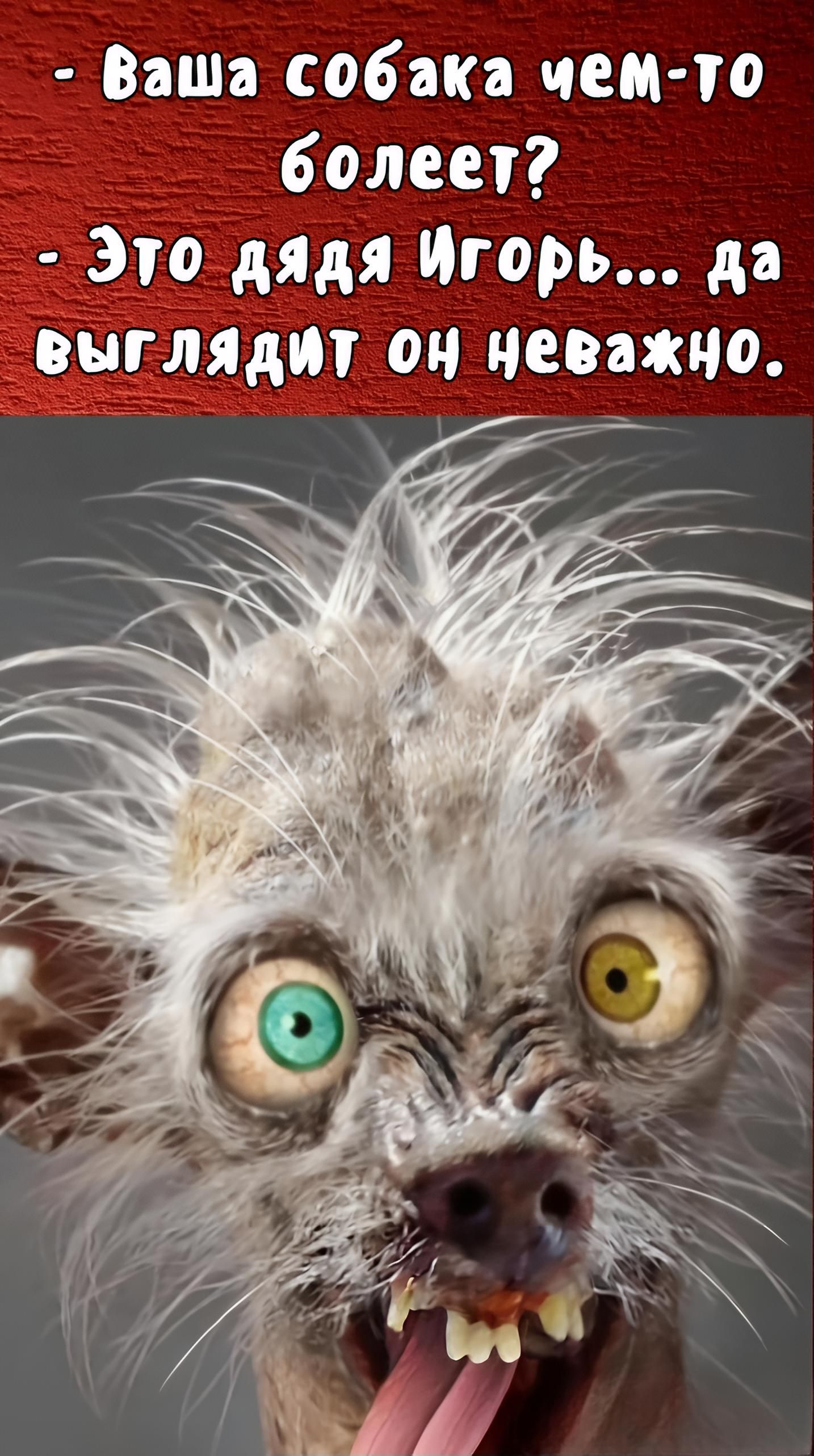 - Ваша собака чем-то болеет? - Это дядя Игорь... да выглядит он неважно.