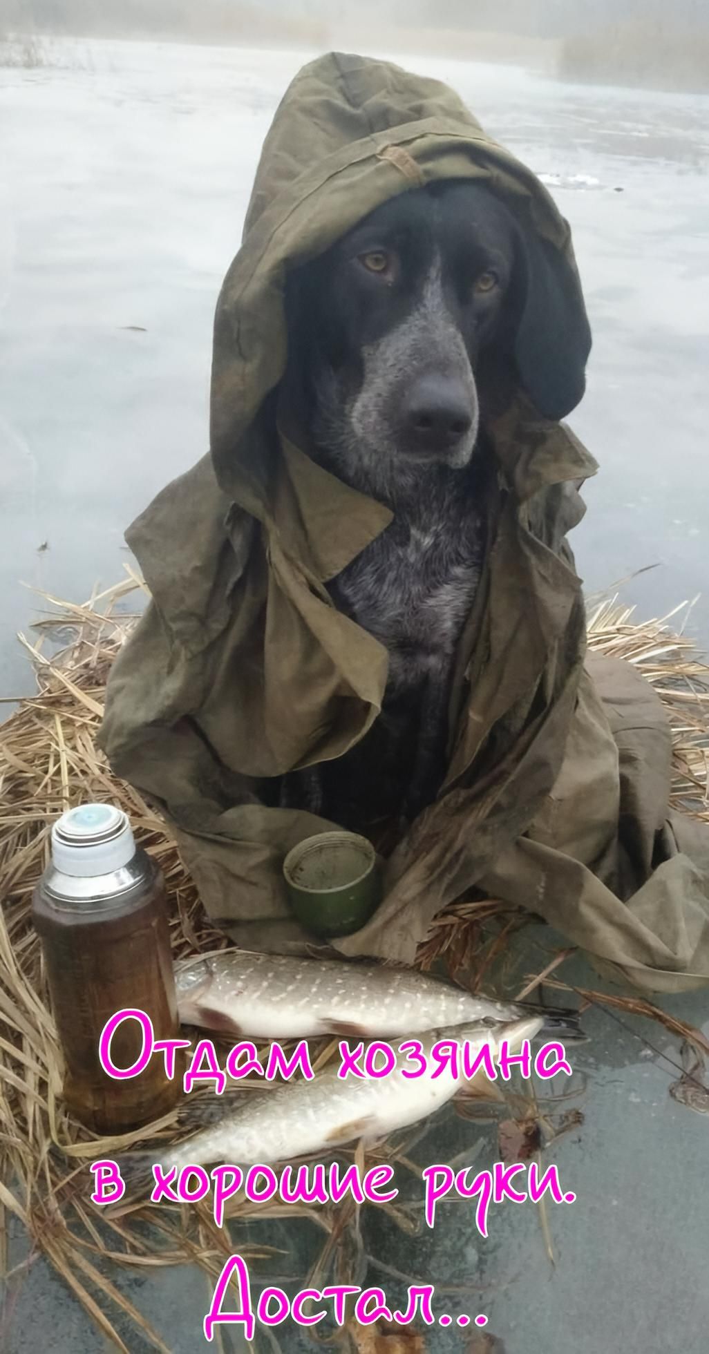 Отдам хозяина в хорошие руки. Достал...