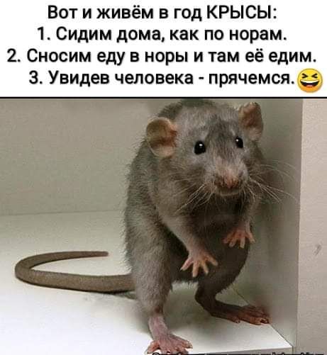 Вот и живём в год КРЫСЫ 1 Сидим дома как по норам 2 Сносим еду в норы и там её едим 3 Увидев человека прячемся