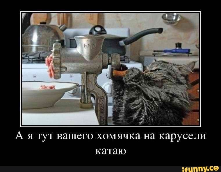 А я тут вашего хомячка на карусели катаю ИППП Ё