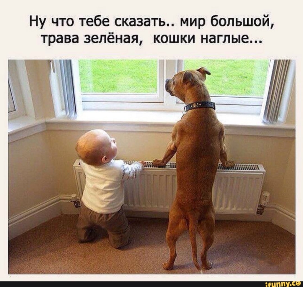 Ну что тебе сказать мир большой трава зелёная кошки наглые