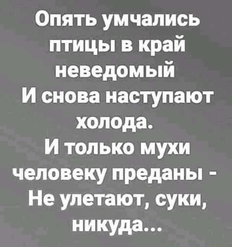 Опять умчались птицы в край неведомый И снова наступают холода И только мухи человеку преданы Не улетают суки никуда