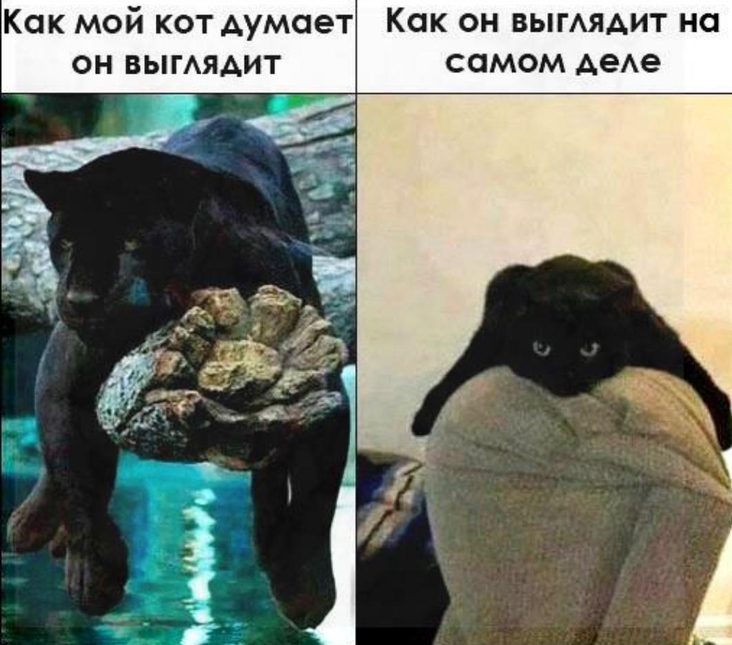 Как мой кот думает Как он выгАядит на он ВЫГАЯАИТ самом АеАе 155