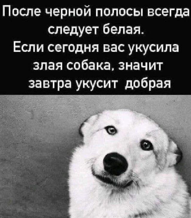 После чёрной полосы всегда следует белая. Если сегодня вас укусила злая собака, значит завтра укусит добрая.